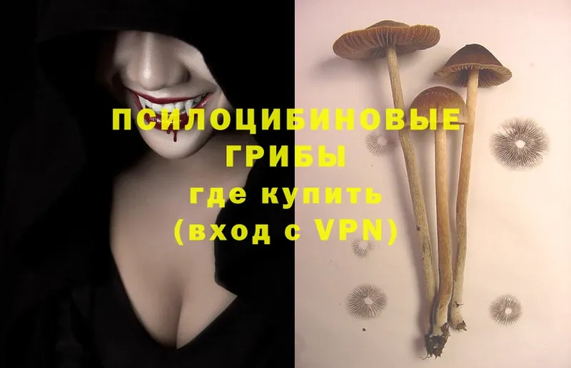 купить наркотик  Всеволожск  Галлюциногенные грибы Magic Shrooms 